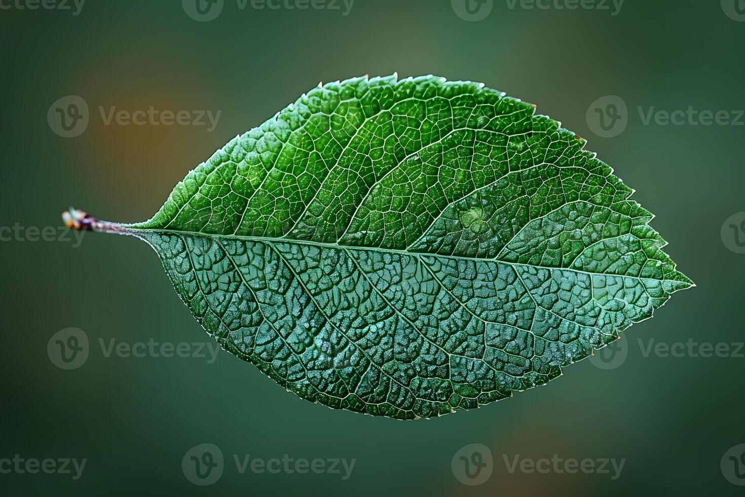 Detailed Macro Shot of Green Leaf Texture for Nature Themes and Botanical Designs photo