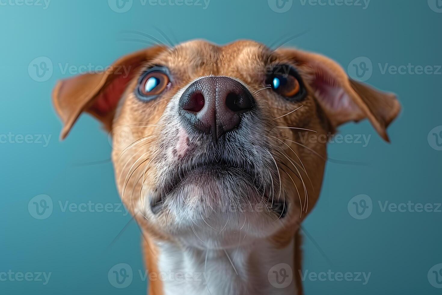 Close-up Portrait of a Curious Brown Dog with Blue Background - Perfect for Animal-Themed Design or Print photo
