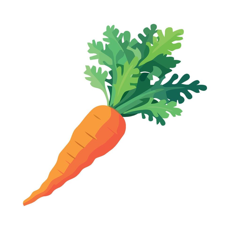 Carrot isolated on white background illustration vector