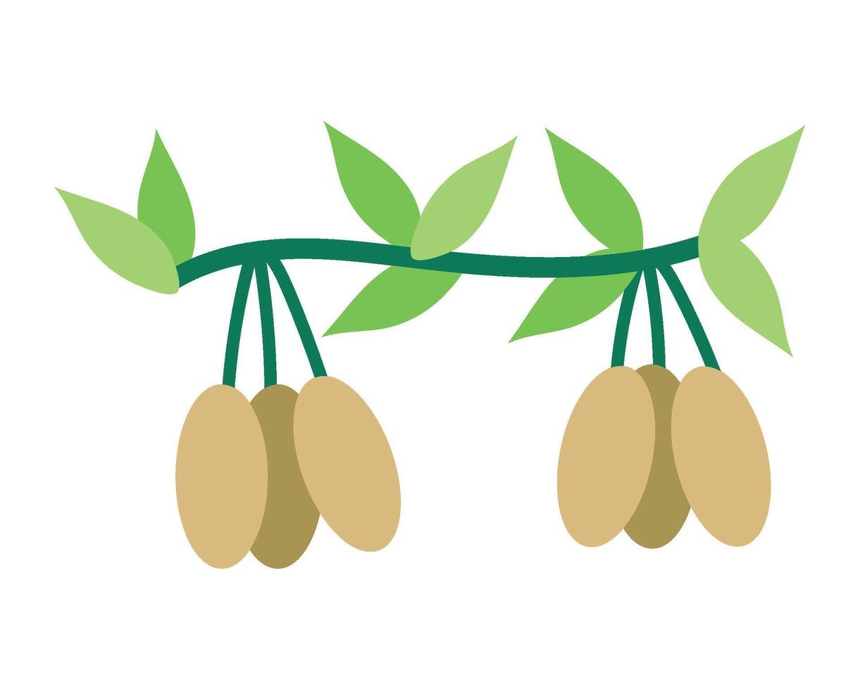 A branch with three nuts on it vector