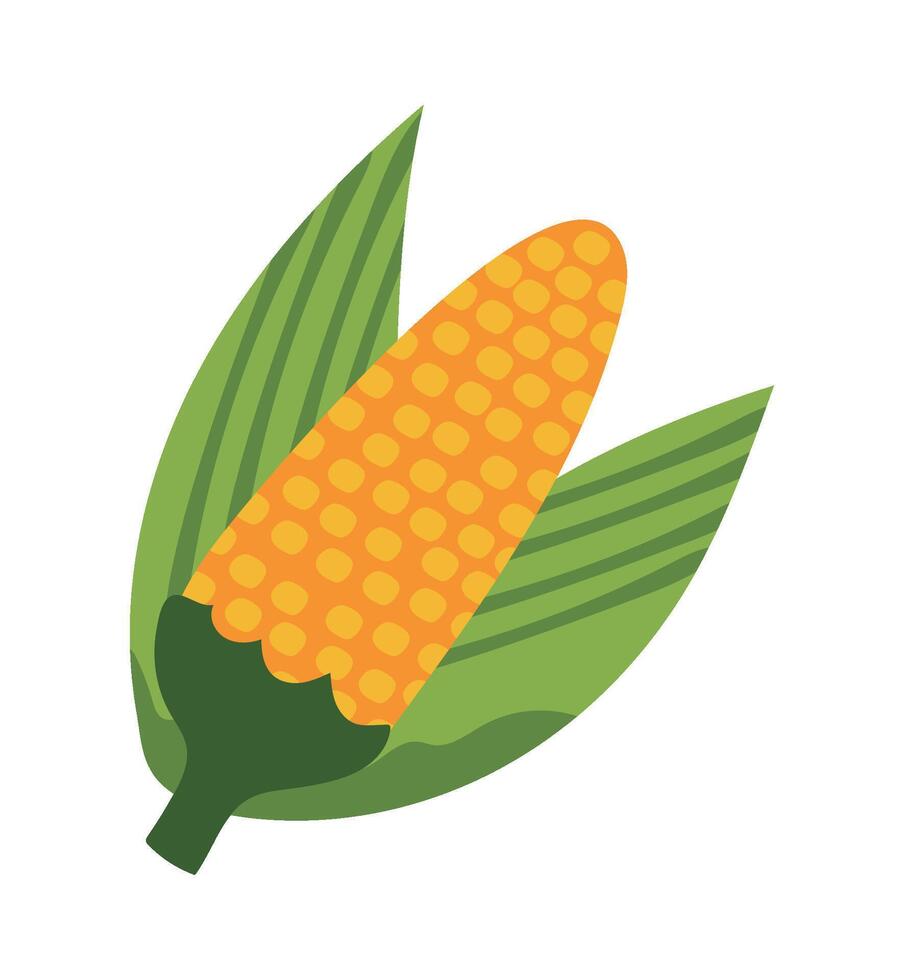 Corn on the cob icon vector
