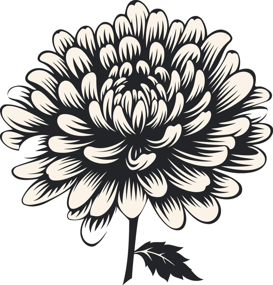Black and White Illustration of a Chrysanthemum vector