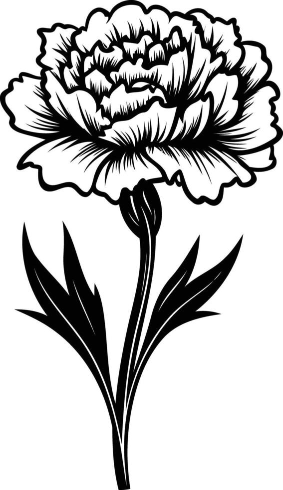 Elegant black and white illustration of a single carnation flower vector