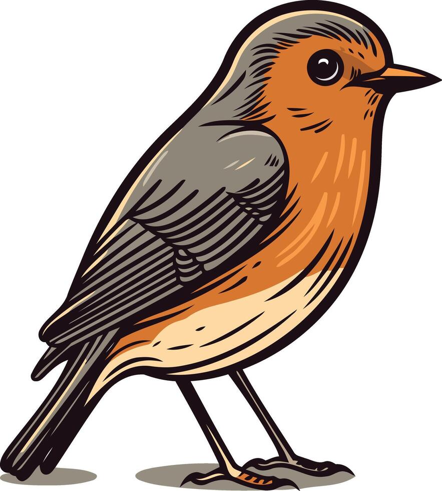 Cartoon Illustration of a Robin vector