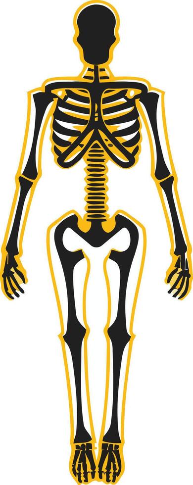 A simple, clean illustration of a human skeleton vector