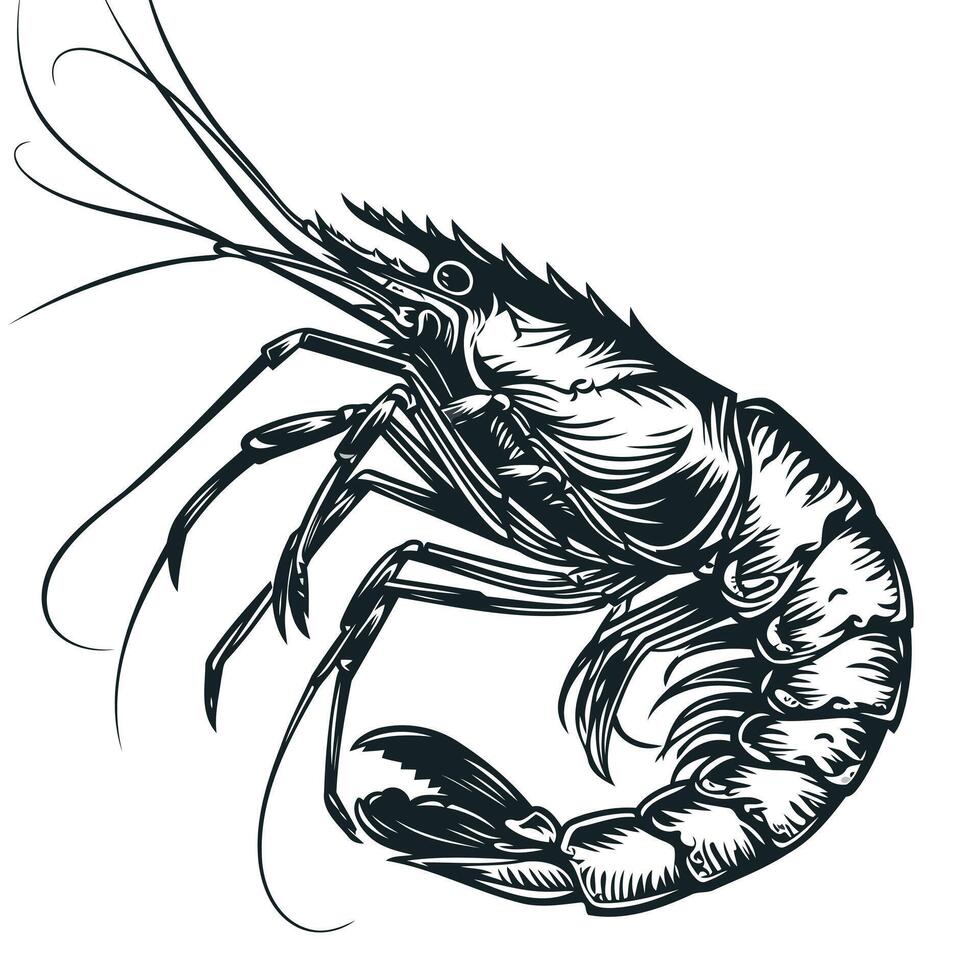 Shrimp Illustration in Black and White vector