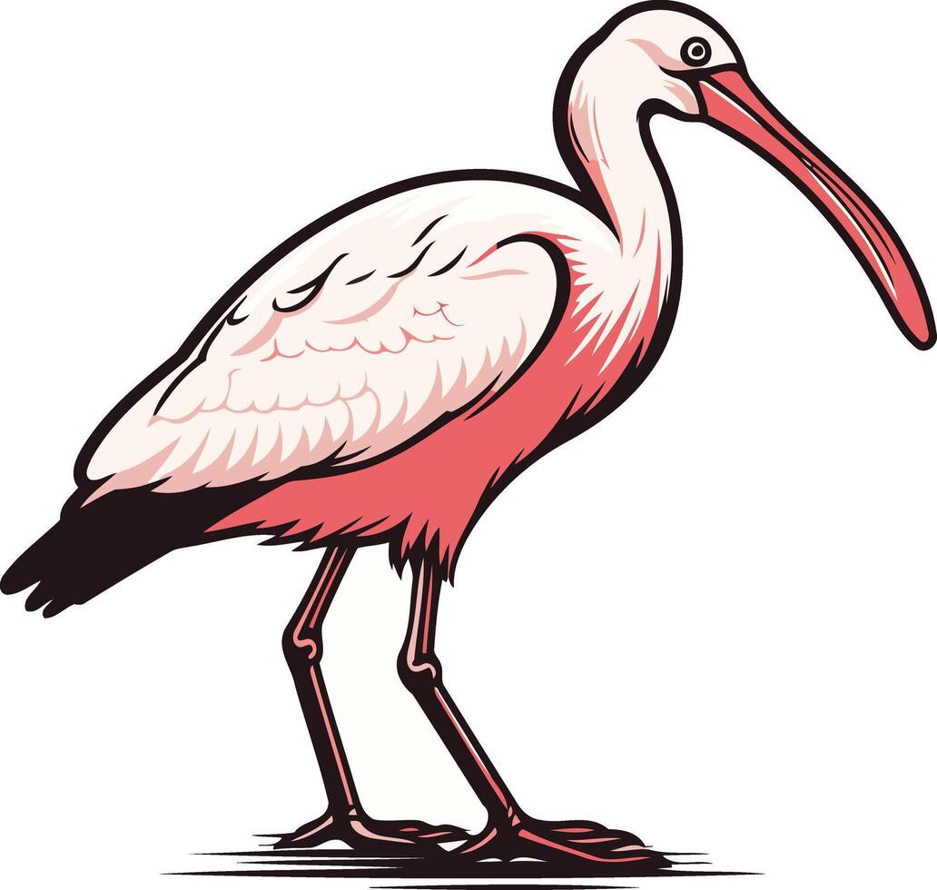 Pink and White Ibis Bird Illustration vector