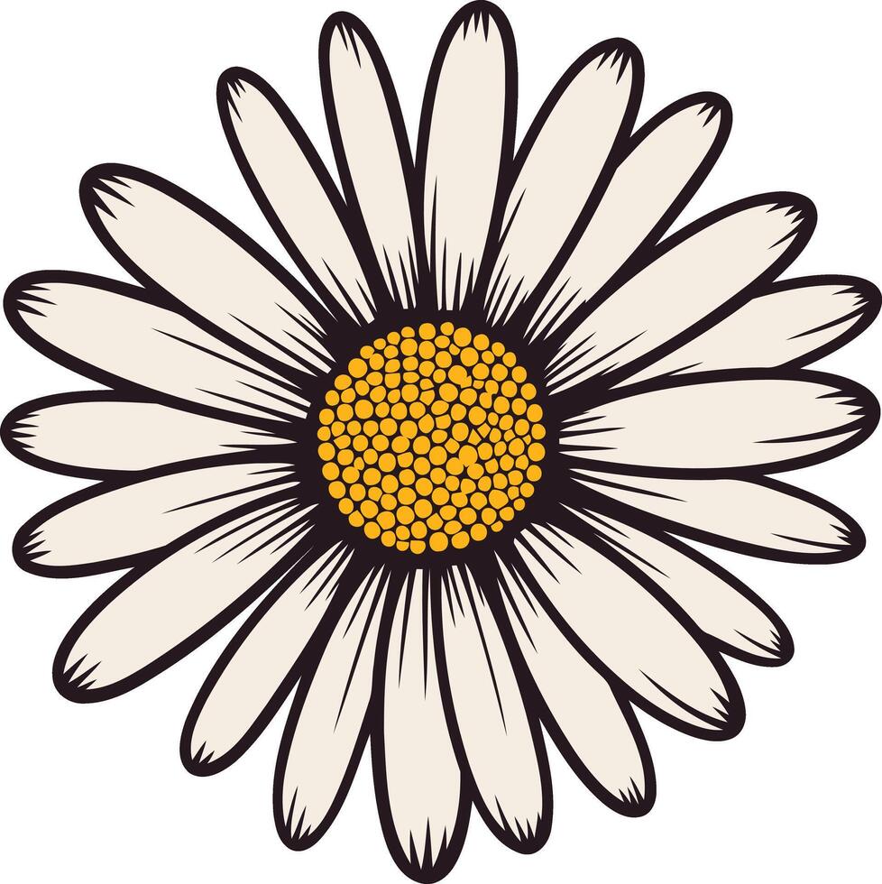 Daisy Flower Illustration vector