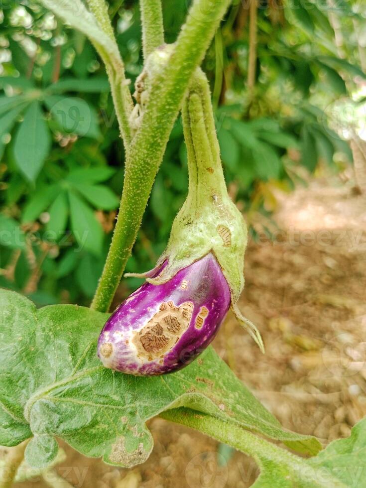 Purple eggplant that are not ready to be picked are attacked by pests photo