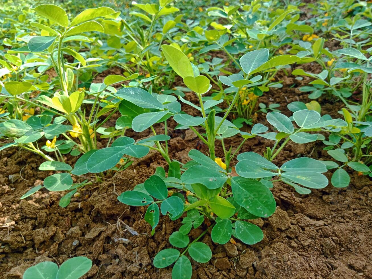 photo of a peanut plantation that has just flowered