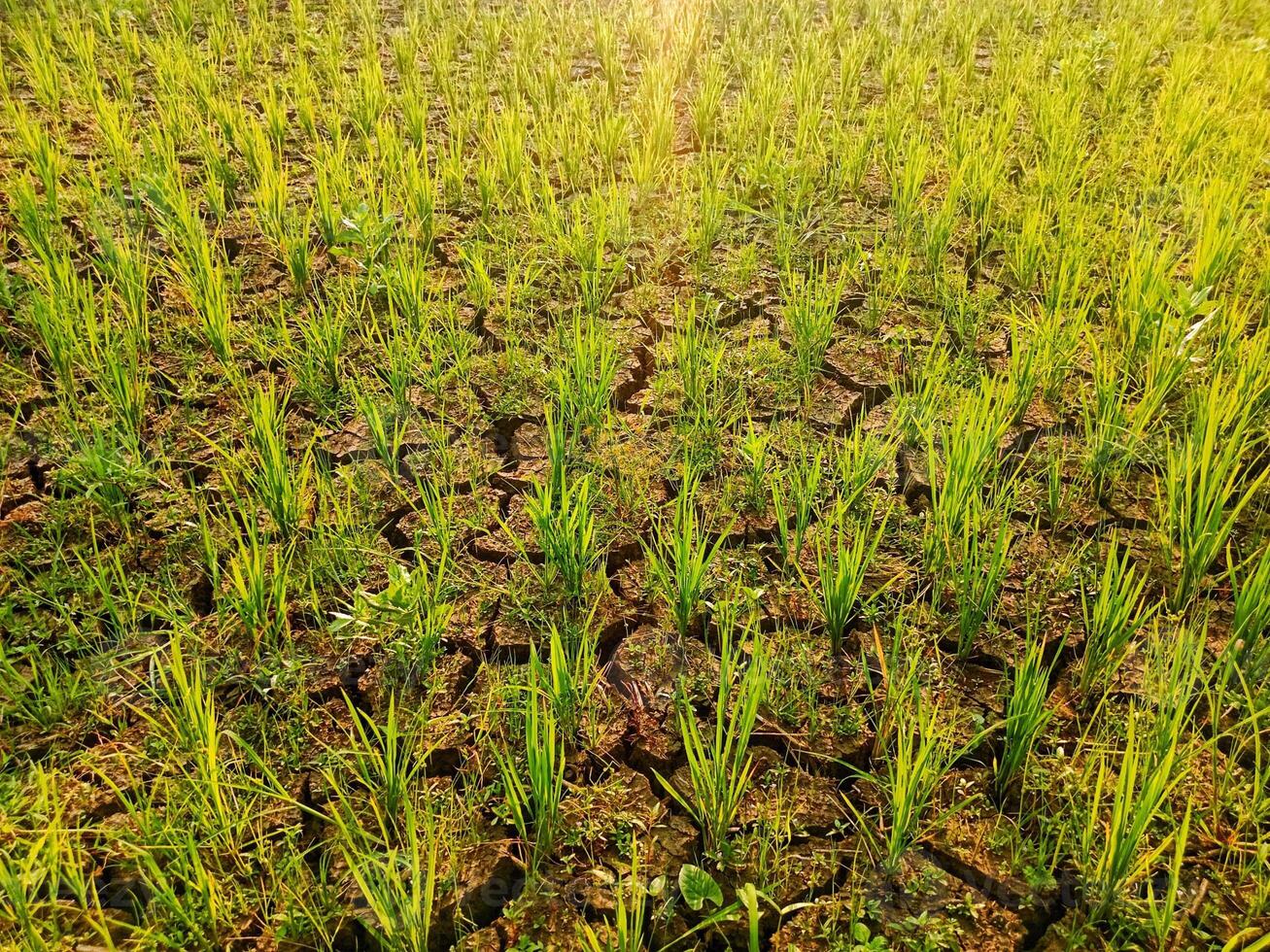 photo of dry rice fields with rice plants starting to wither