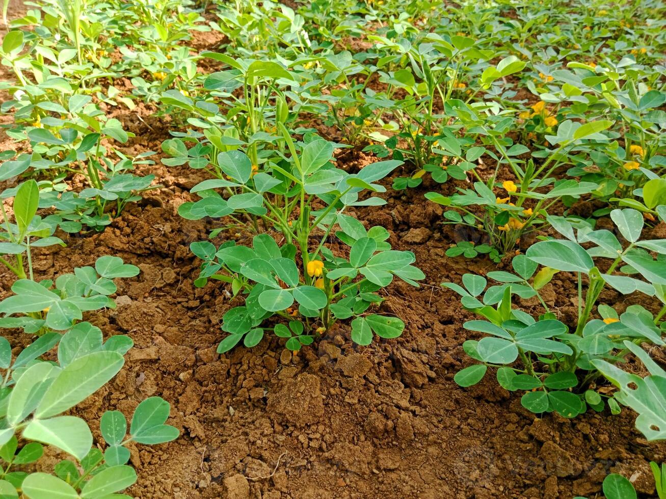photo of a peanut plantation that has just flowered