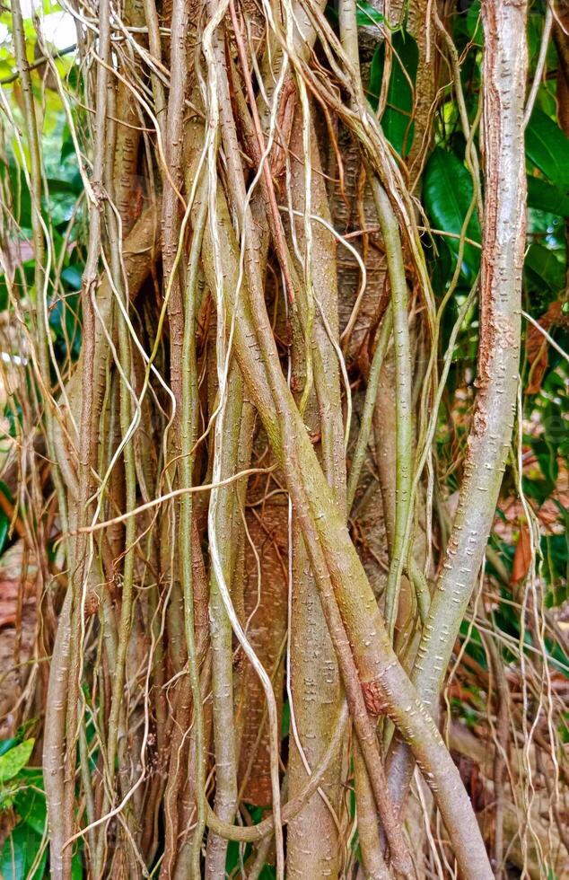 close-up view of exotic banyan tree roots photo