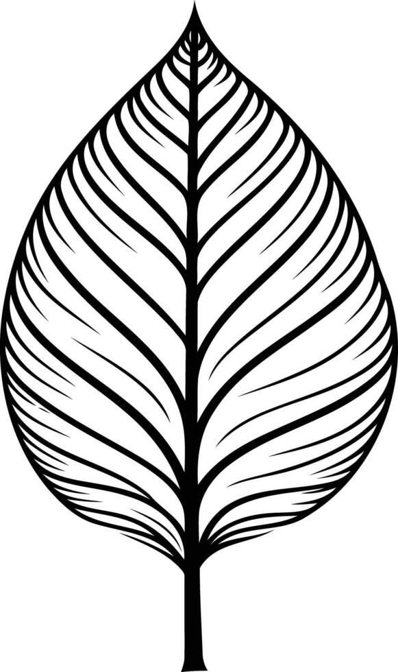 Elegant black and white illustration of a single leaf with intricate vein details vector
