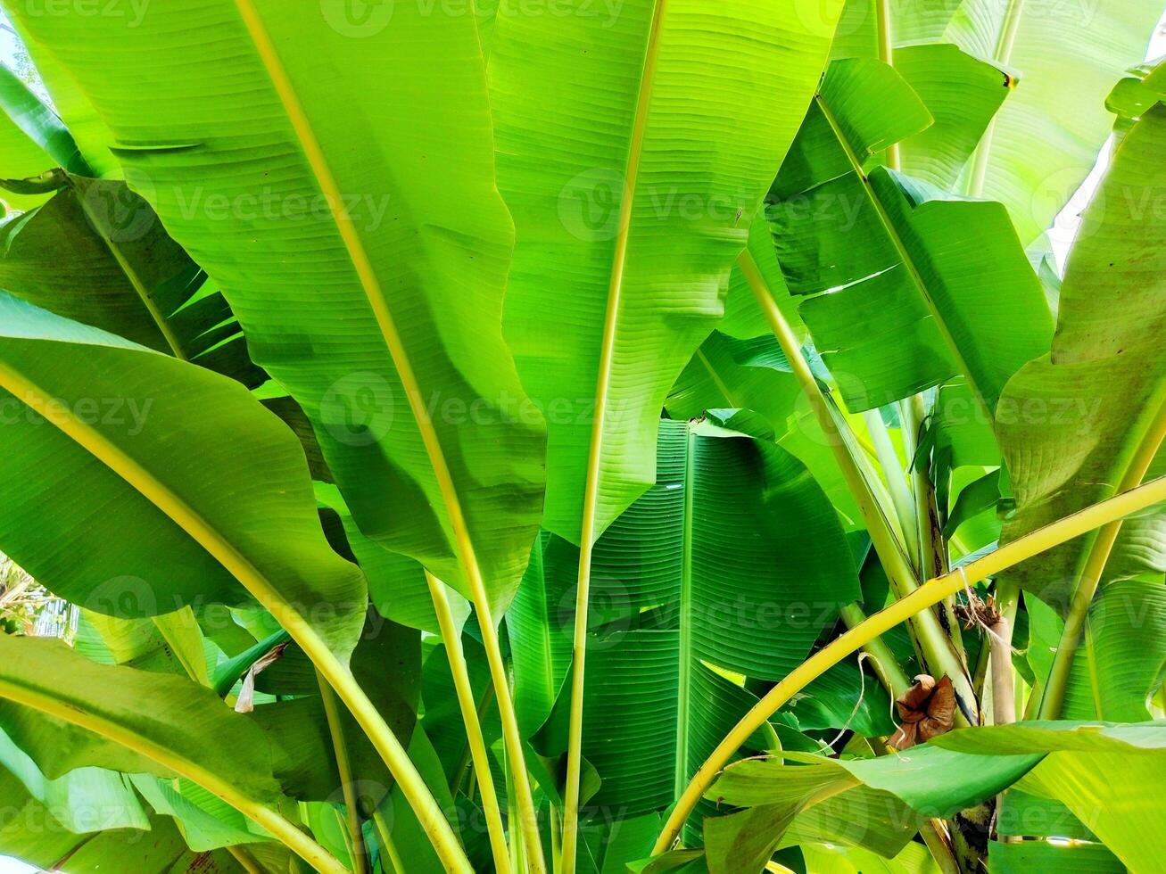 background image of fresh banana leaves photo