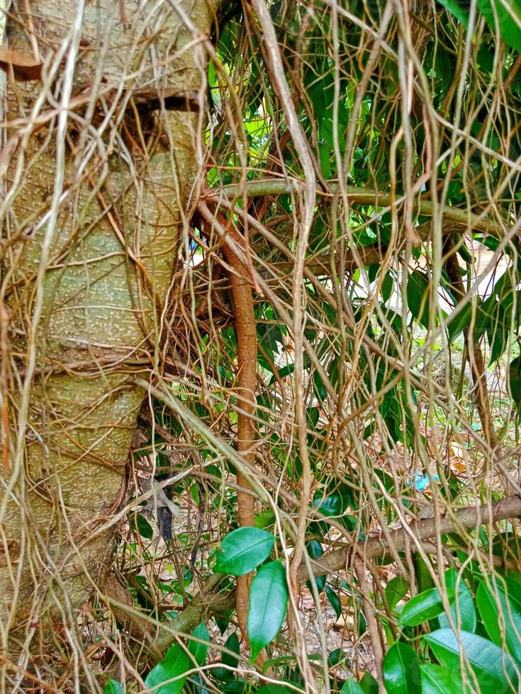 close-up view of exotic banyan tree roots photo