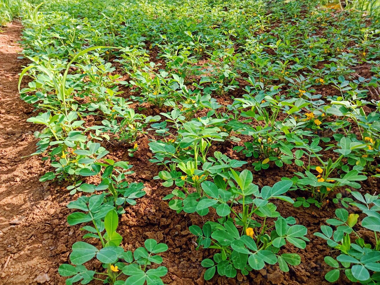 photo of a peanut plantation that has just flowered