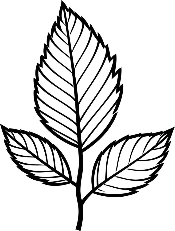 Simple line drawing of three leaves on a stem vector