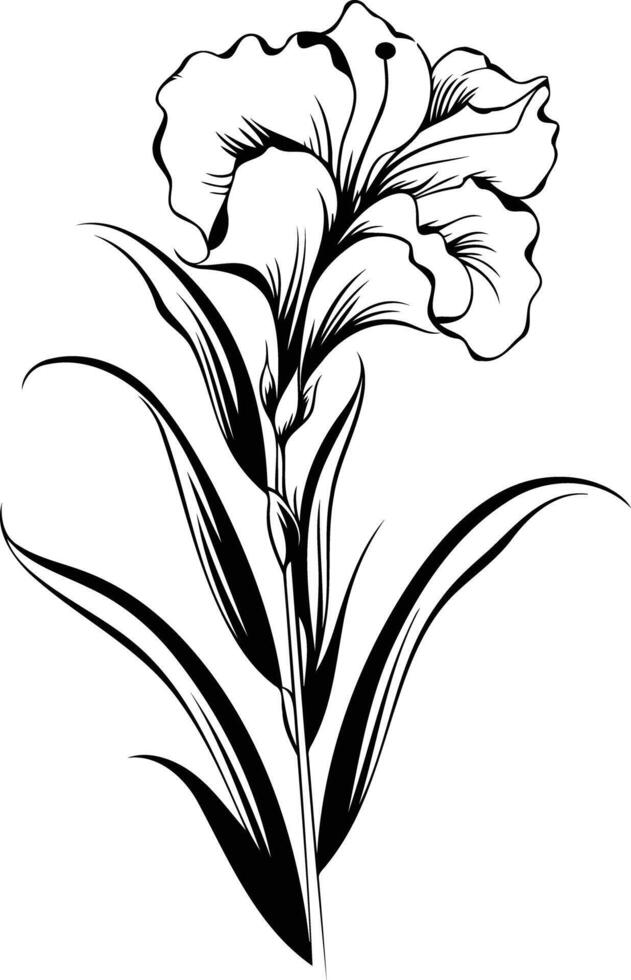 Elegant black and white illustration of a single iris flower with delicate petals and leaves vector