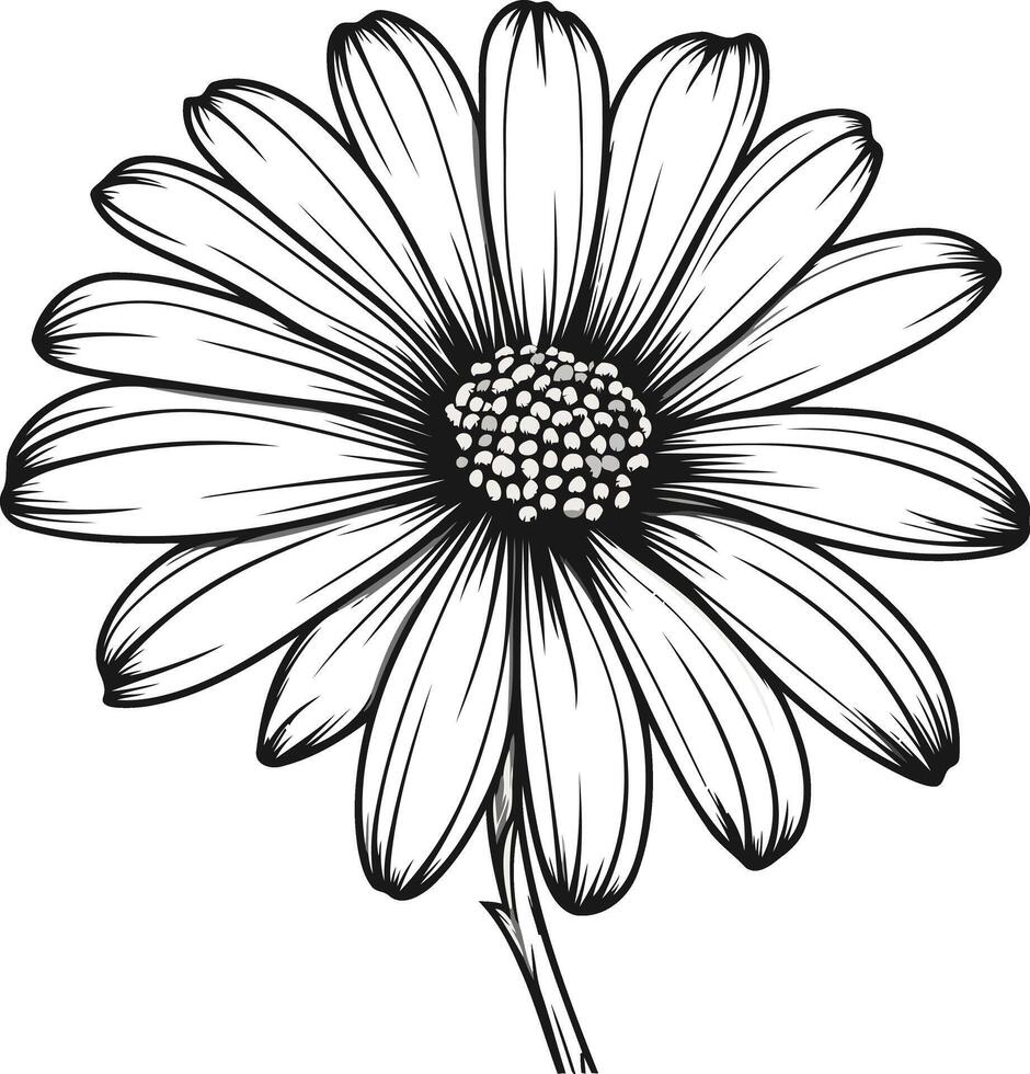 Black and White Daisy Flower Illustration vector