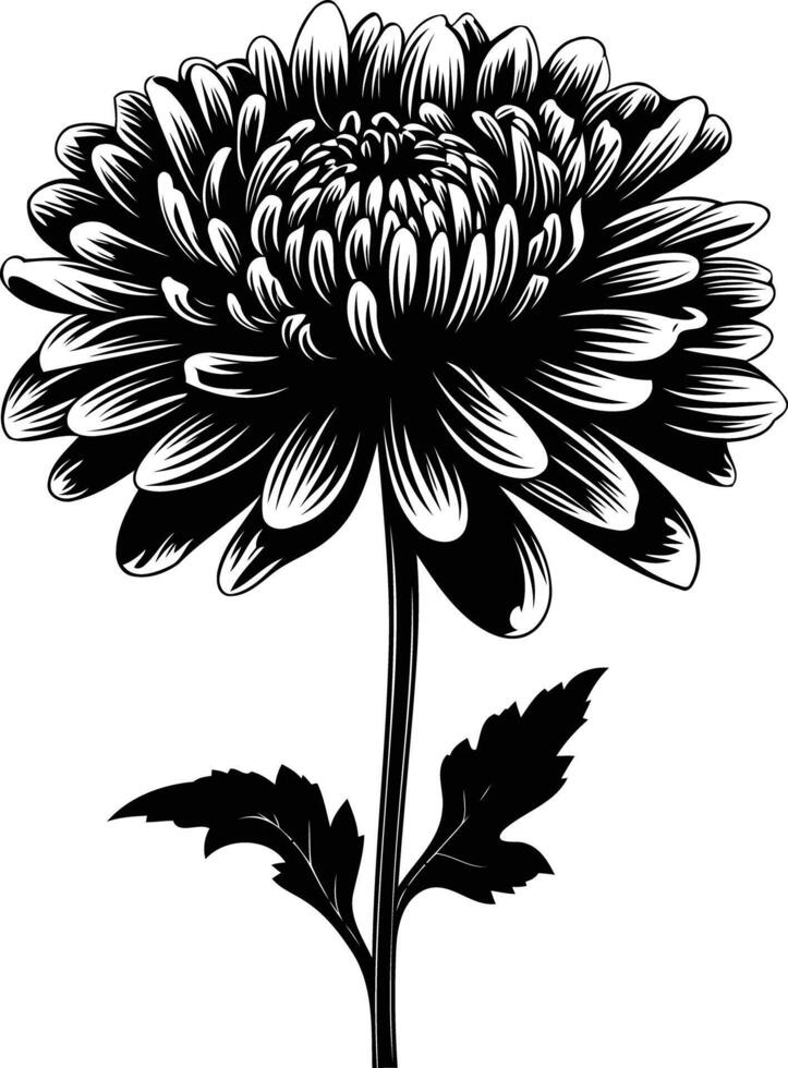 Elegant black and white silhouette of a single chrysanthemum flower vector