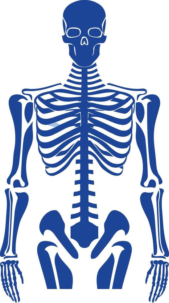 A simple, blue silhouette of a human skeleton, perfect for medical, anatomy, or health-related designs vector