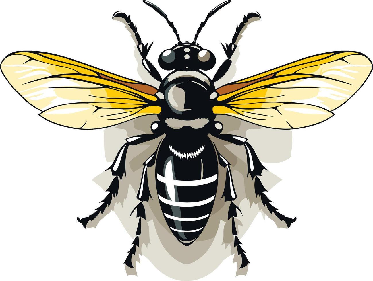 Striped Bee with Spread Wings vector