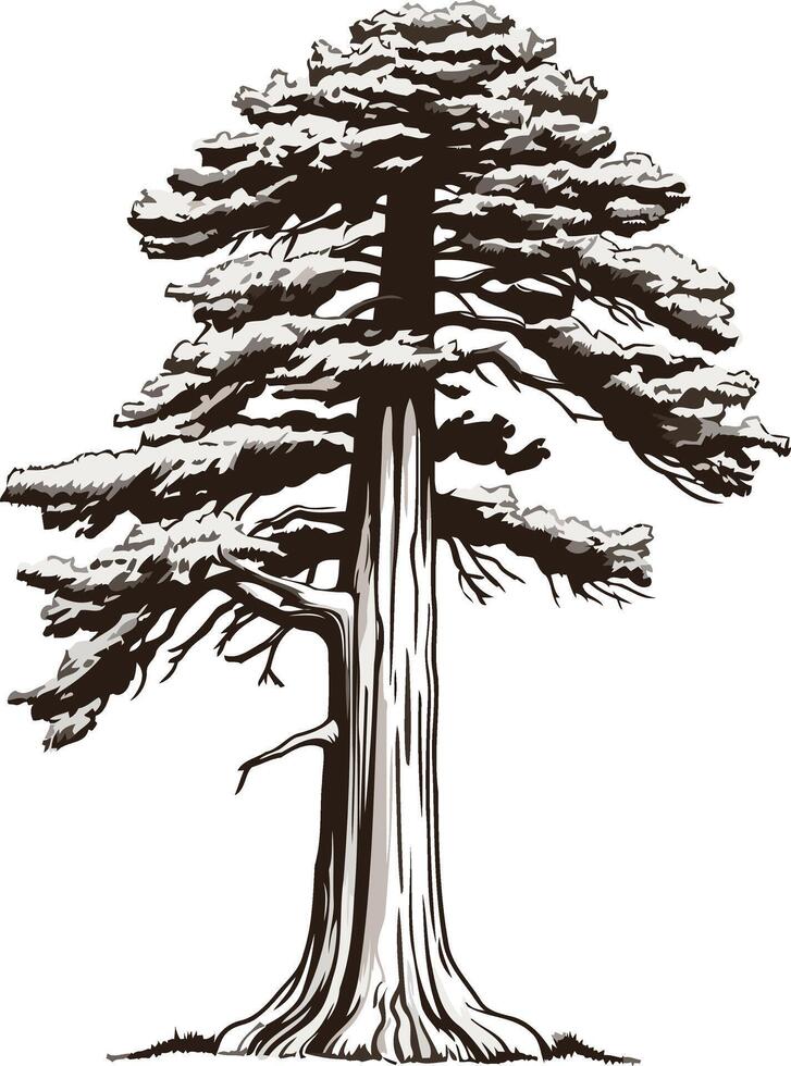 Tall Cedar Tree Illustration vector