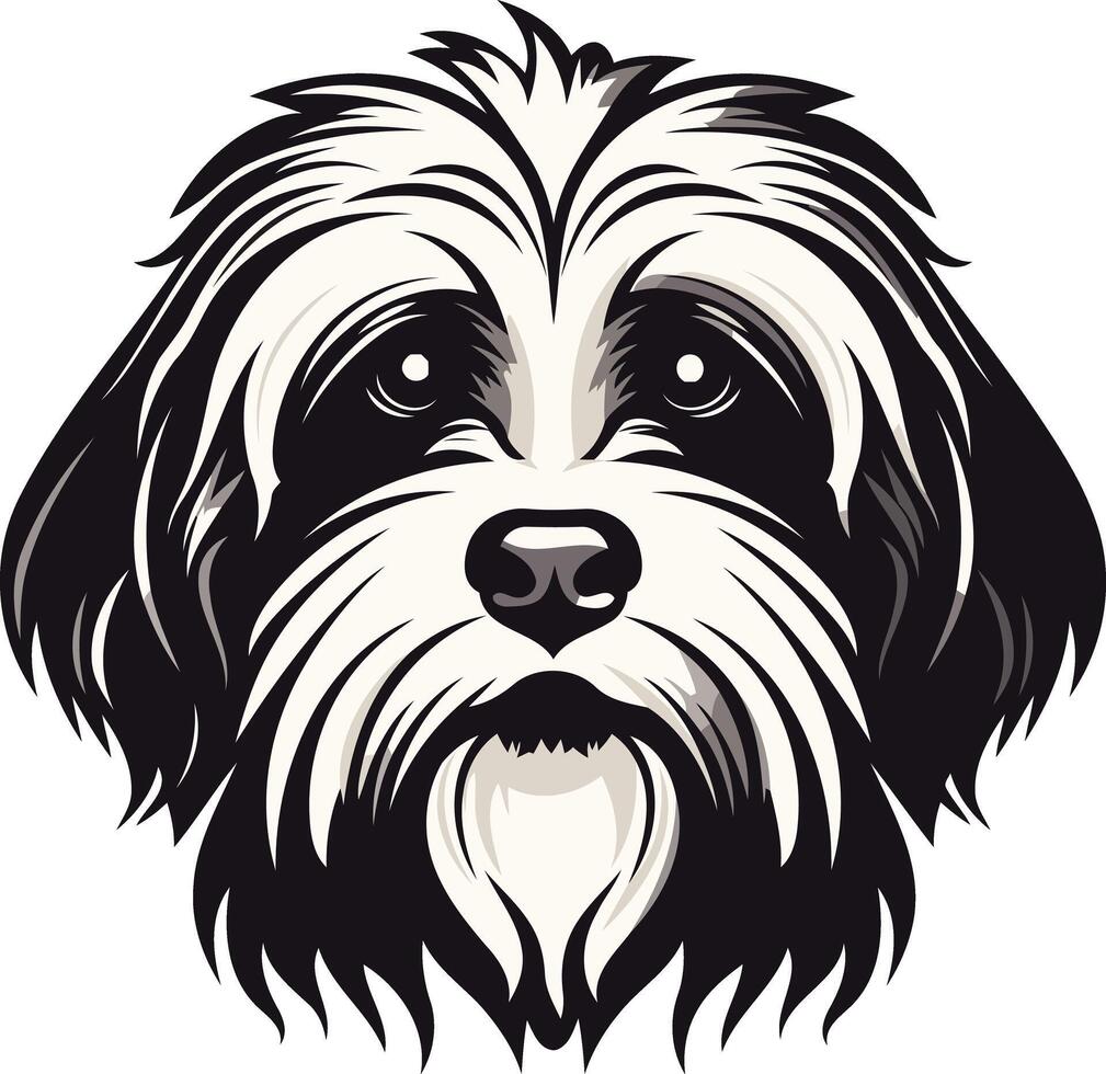 Black and White Portrait of a Havanese Dog vector