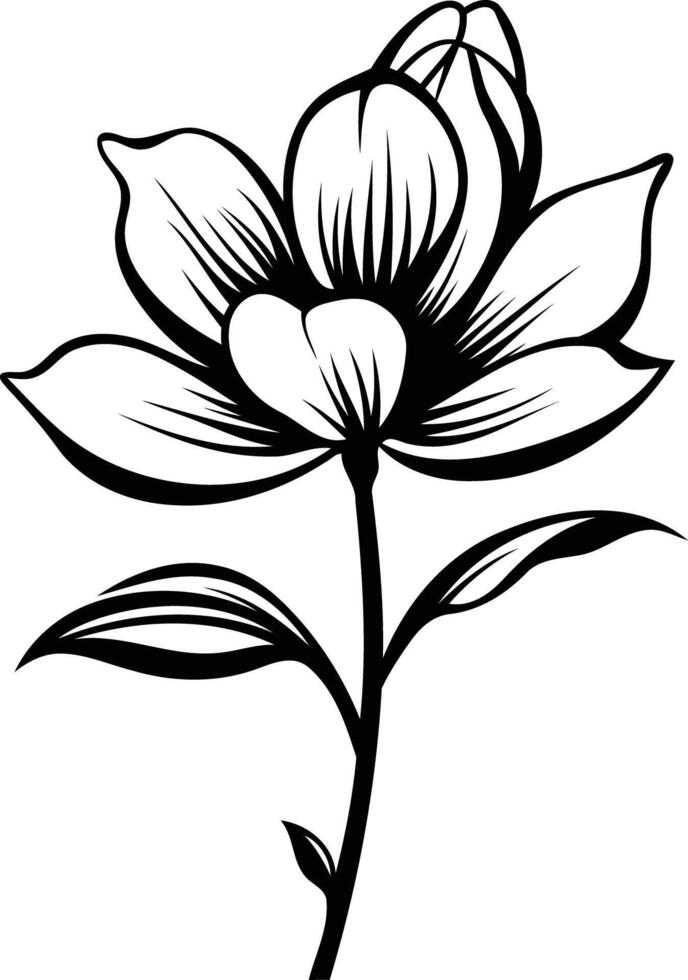 Elegant black and white line drawing of a magnolia flower vector