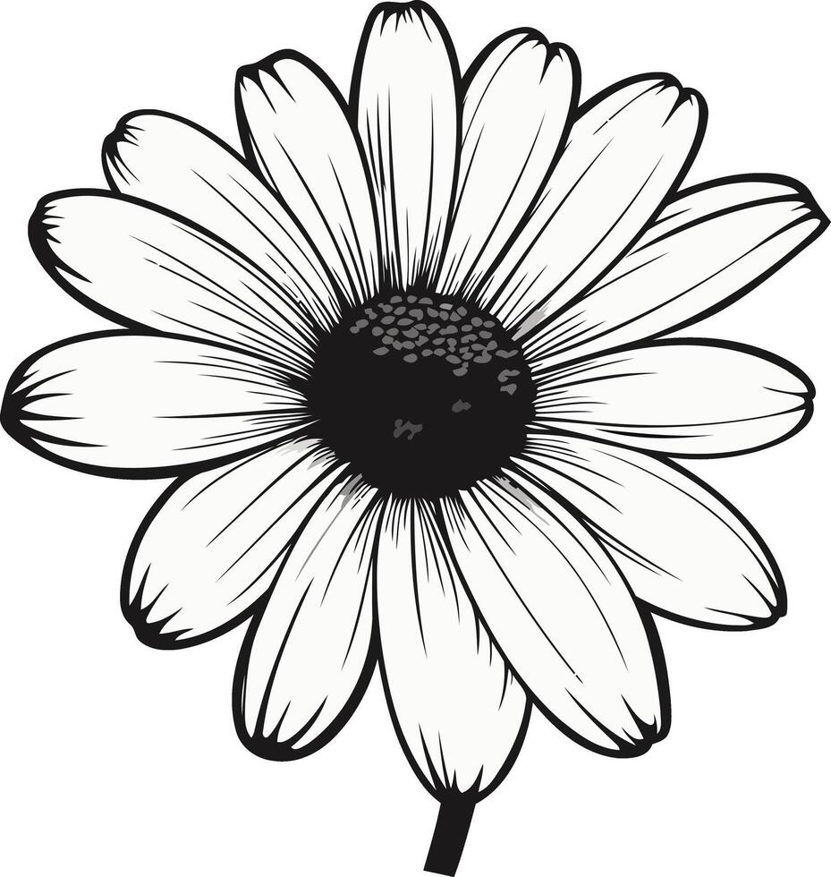 Black and White Daisy Illustration vector