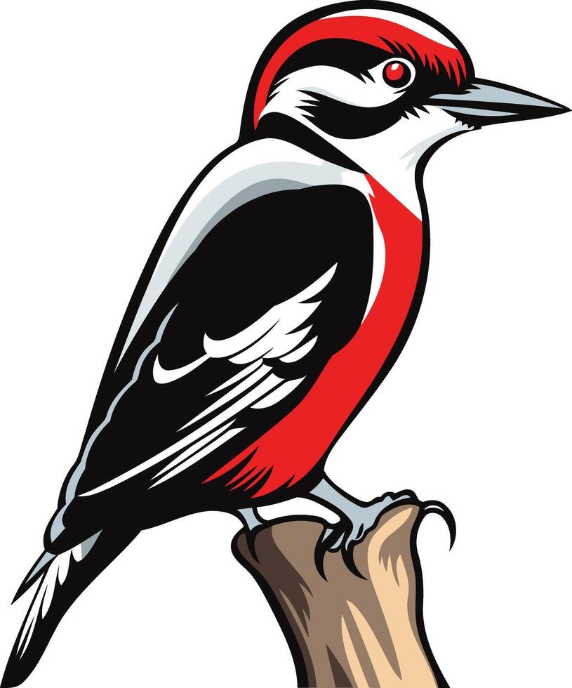 A vibrant illustration of a woodpecker perched on a branch, showcasing its striking black, white, and red plumage vector