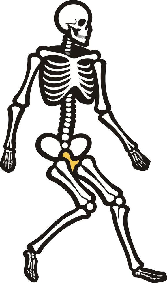 A simple, cartoon-style skeleton illustration walking vector