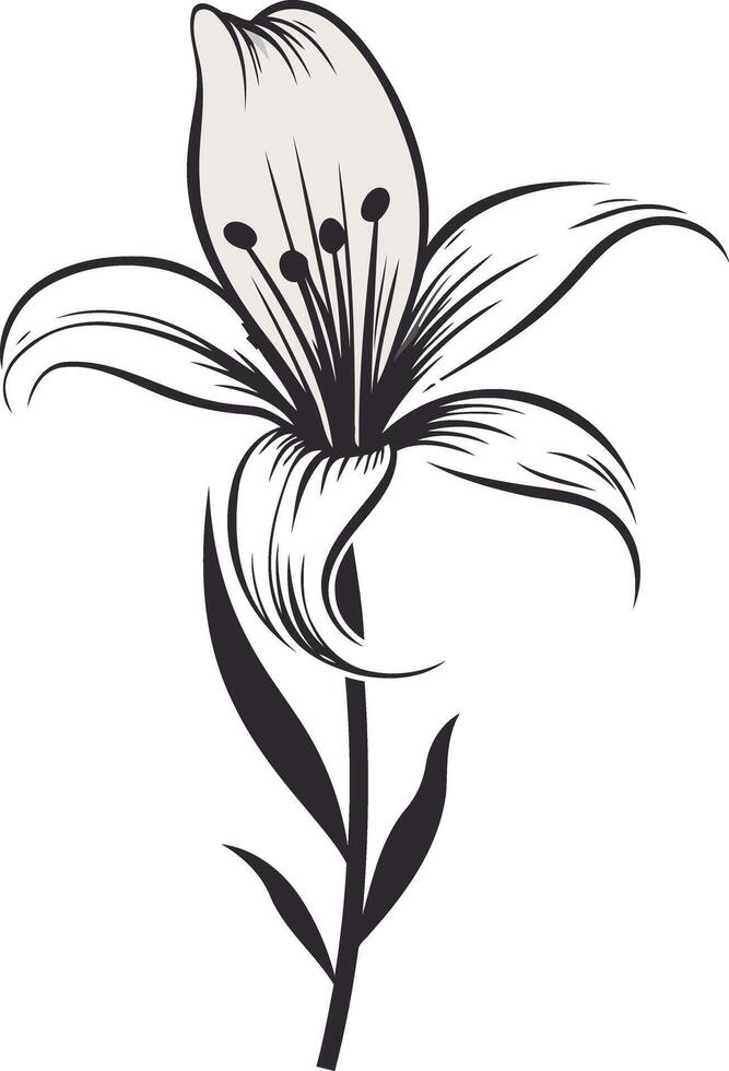 Single Black and White Lily Flower Drawing vector