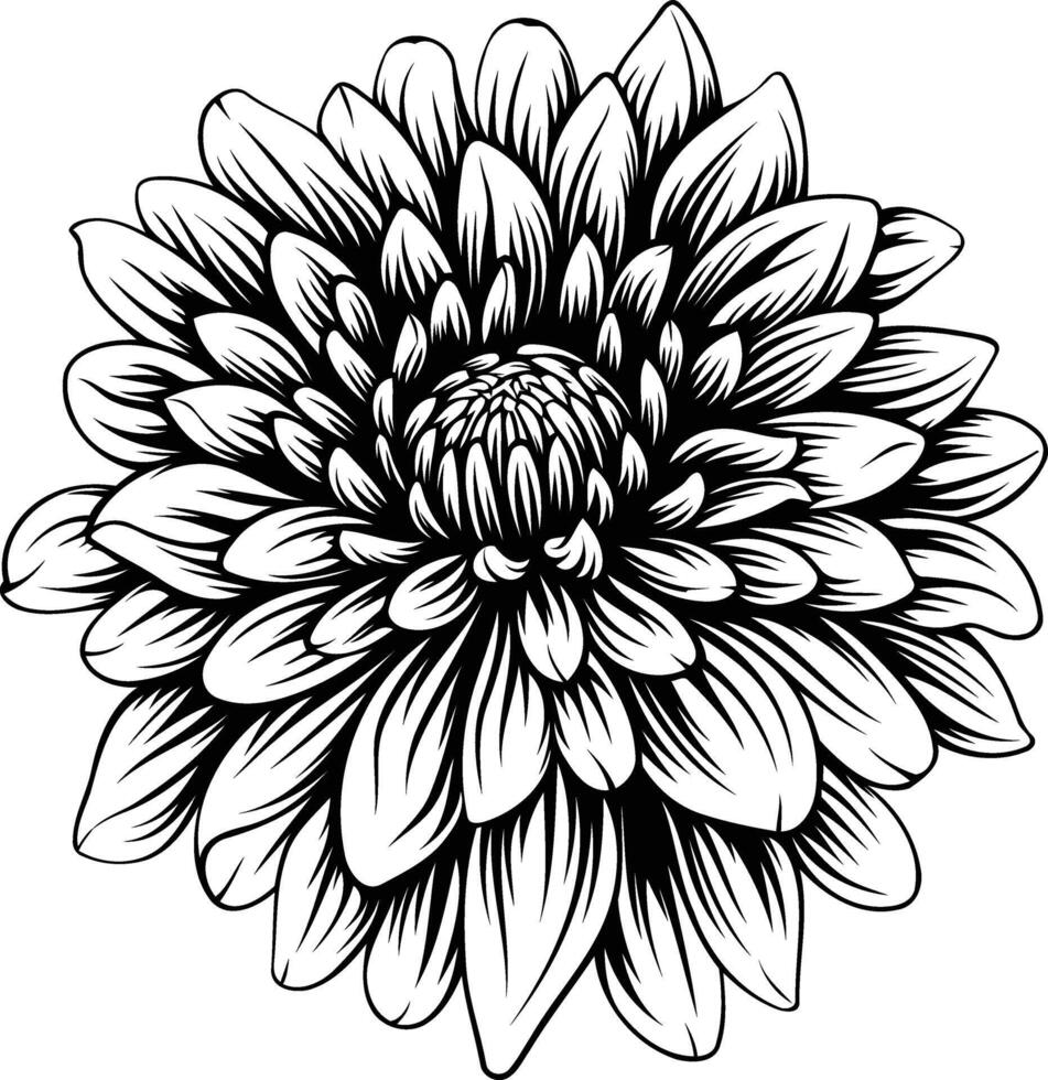 A detailed black and white illustration of a dahlia flower, perfect for adding a touch of elegance to designs vector