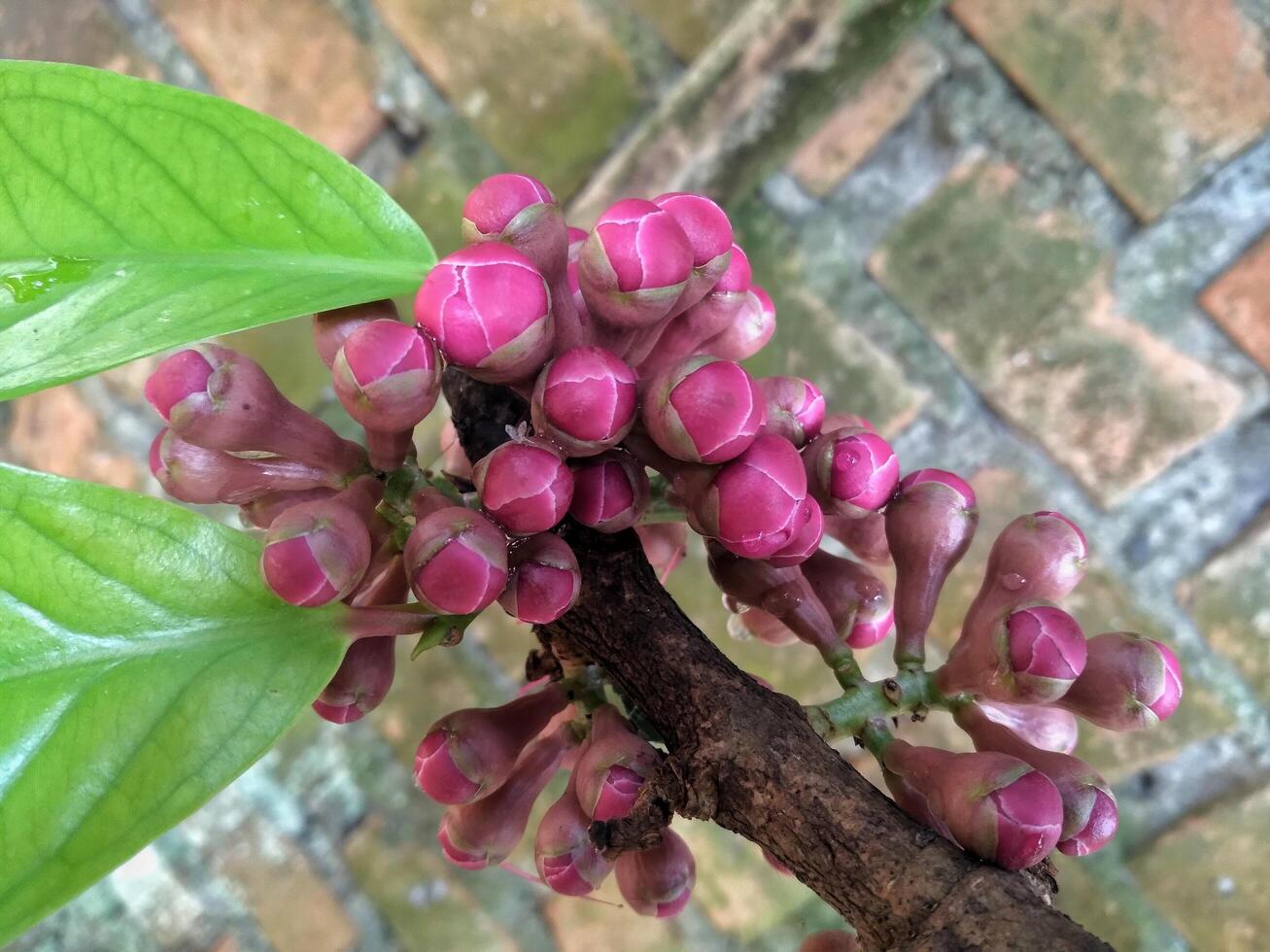 Blooming pink guava flowers look beautiful in the garden photo