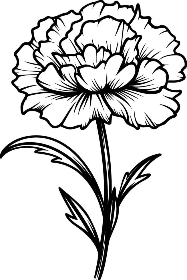 Elegant line art illustration of a single carnation flower with detailed petals and stem vector