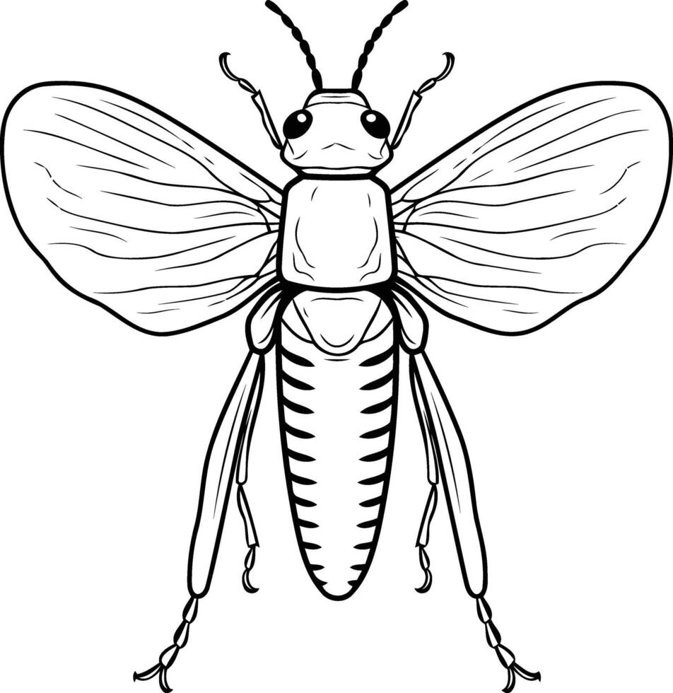 Black and white line drawing of a grasshopper, perfect for educational or illustrative purposes vector