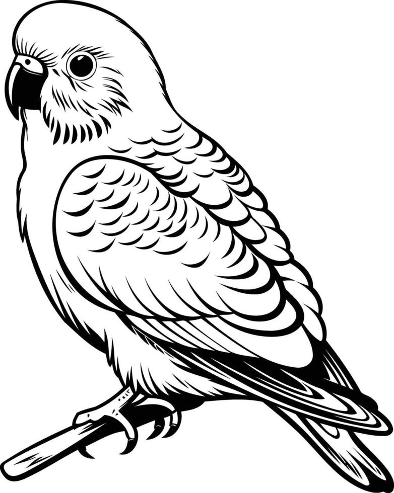 Line drawing illustration of a parakeet, perfect for coloring pages, tattoo designs, or as a whimsical graphic element vector