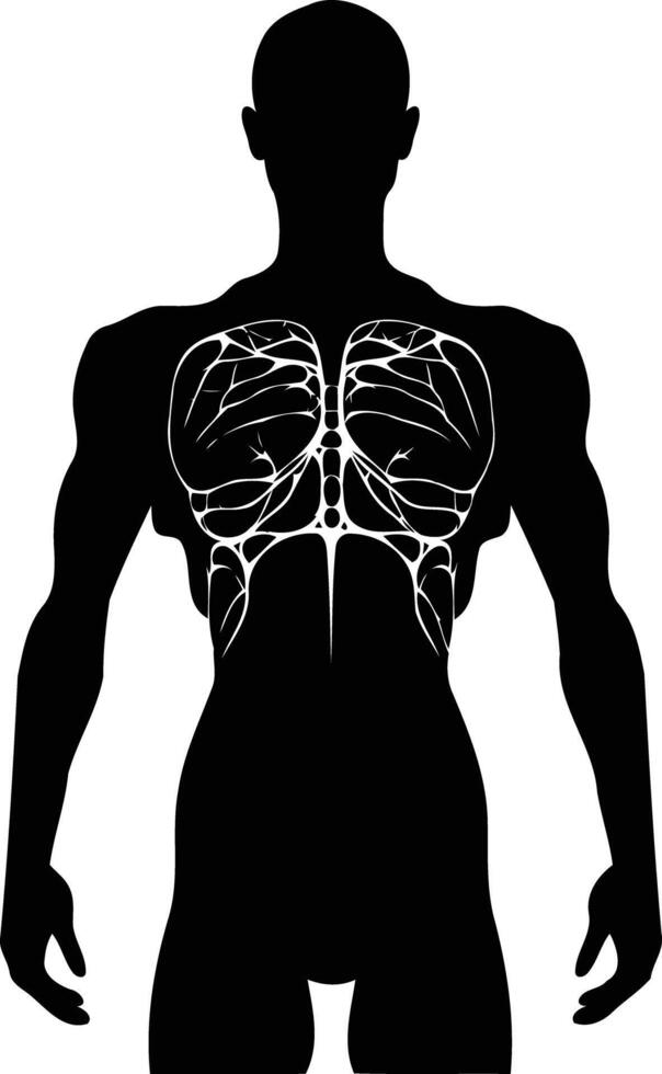 Silhouette of a muscular torso, perfect for fitness, anatomy, and strength illustrations vector