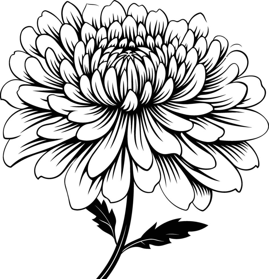Elegant black and white illustration of a single, large, detailed chrysanthemum flower vector