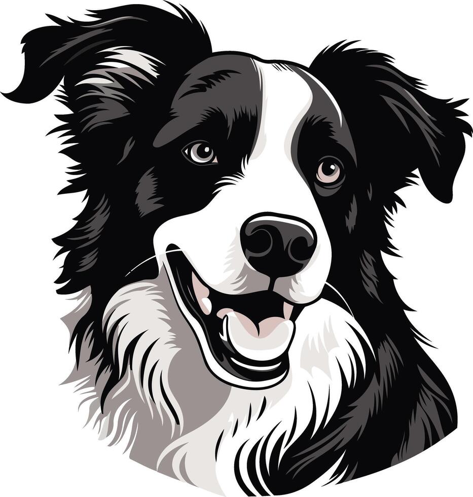 Portrait of a Smiling Border Collie vector