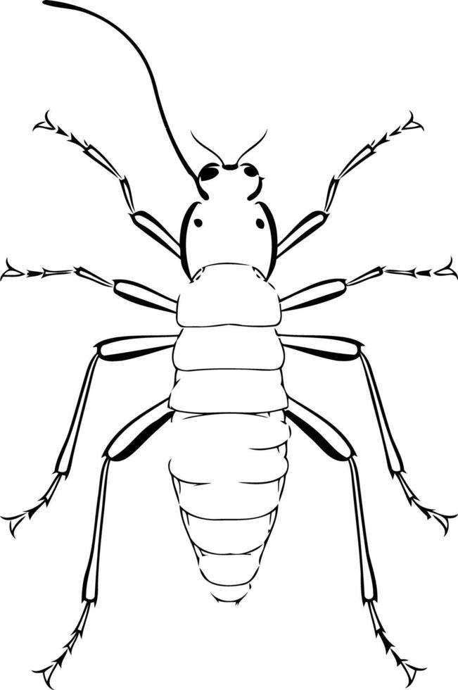 A simple yet detailed black and white silhouette of an insect, perfect for educational illustrations, scientific publications, or creative projects vector