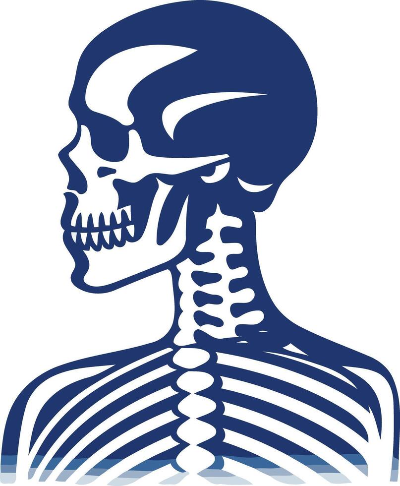 A simple, bold blue silhouette of a human skeleton, viewed from the side vector