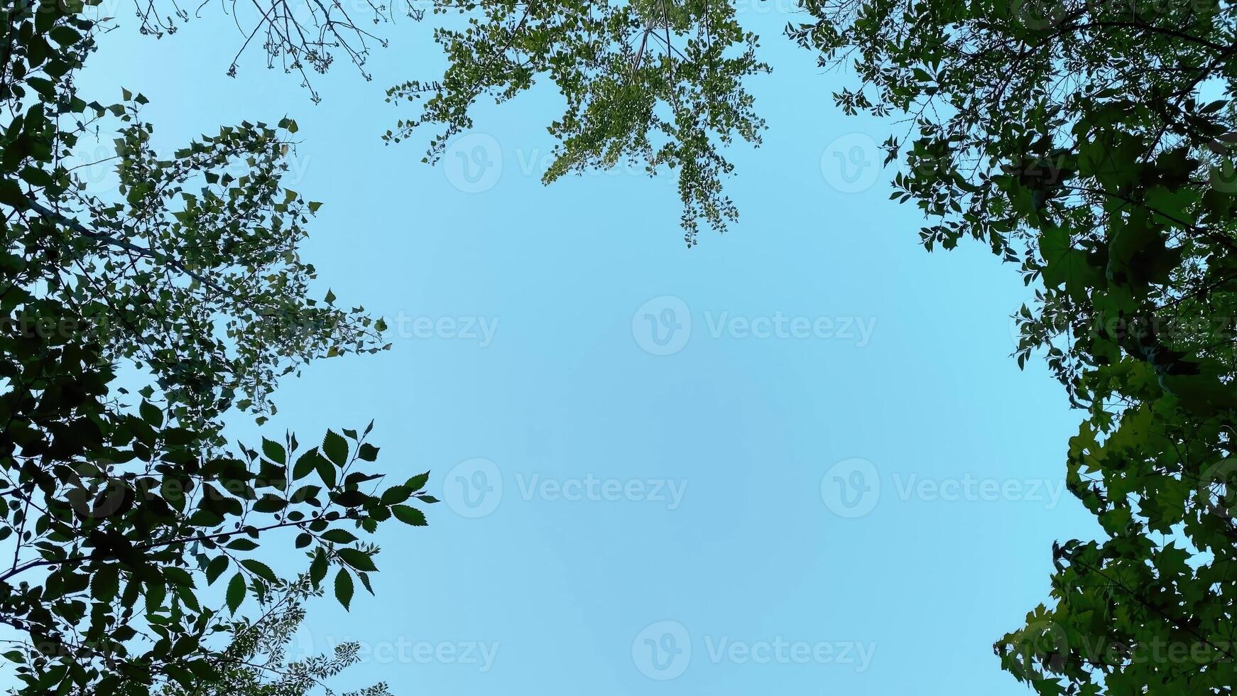 Tree crowns swirling against the sky, bottom up view photo