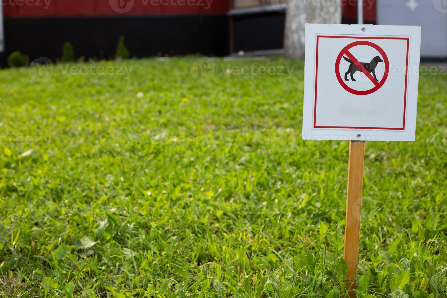 Sign prohibiting walking dogs in this area on street. Sign with dogs crossed out stands on lawn with green grass on city street photo