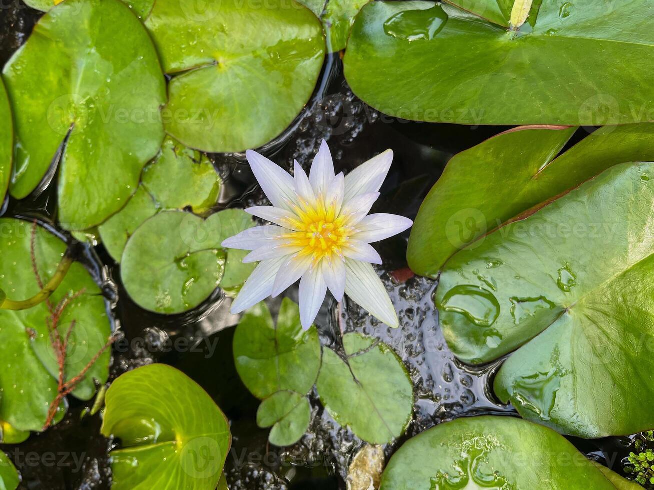 White Nymphaea water lily lotus blossom in pool in a botanical garden in Puerto de la Cruz, La Orotava, Tenerife photo