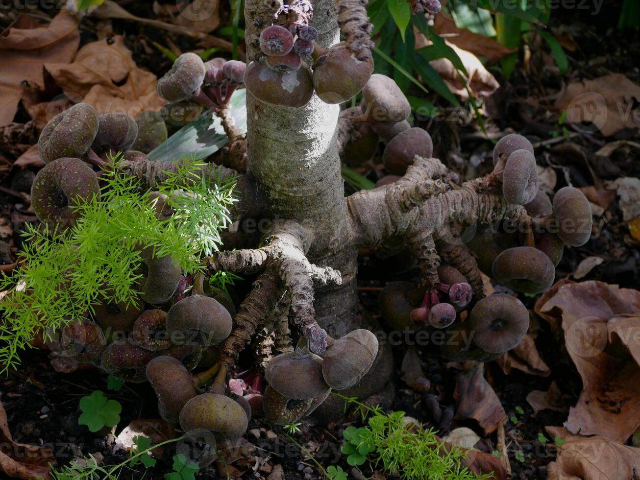 Ficus Auriculata fruit growing on tree. Roxburgh fig or Elephant Ear fig - flora of Canary Islands. A botanical garden in Puerto de la Cruz, La Orotava, Tenerife photo