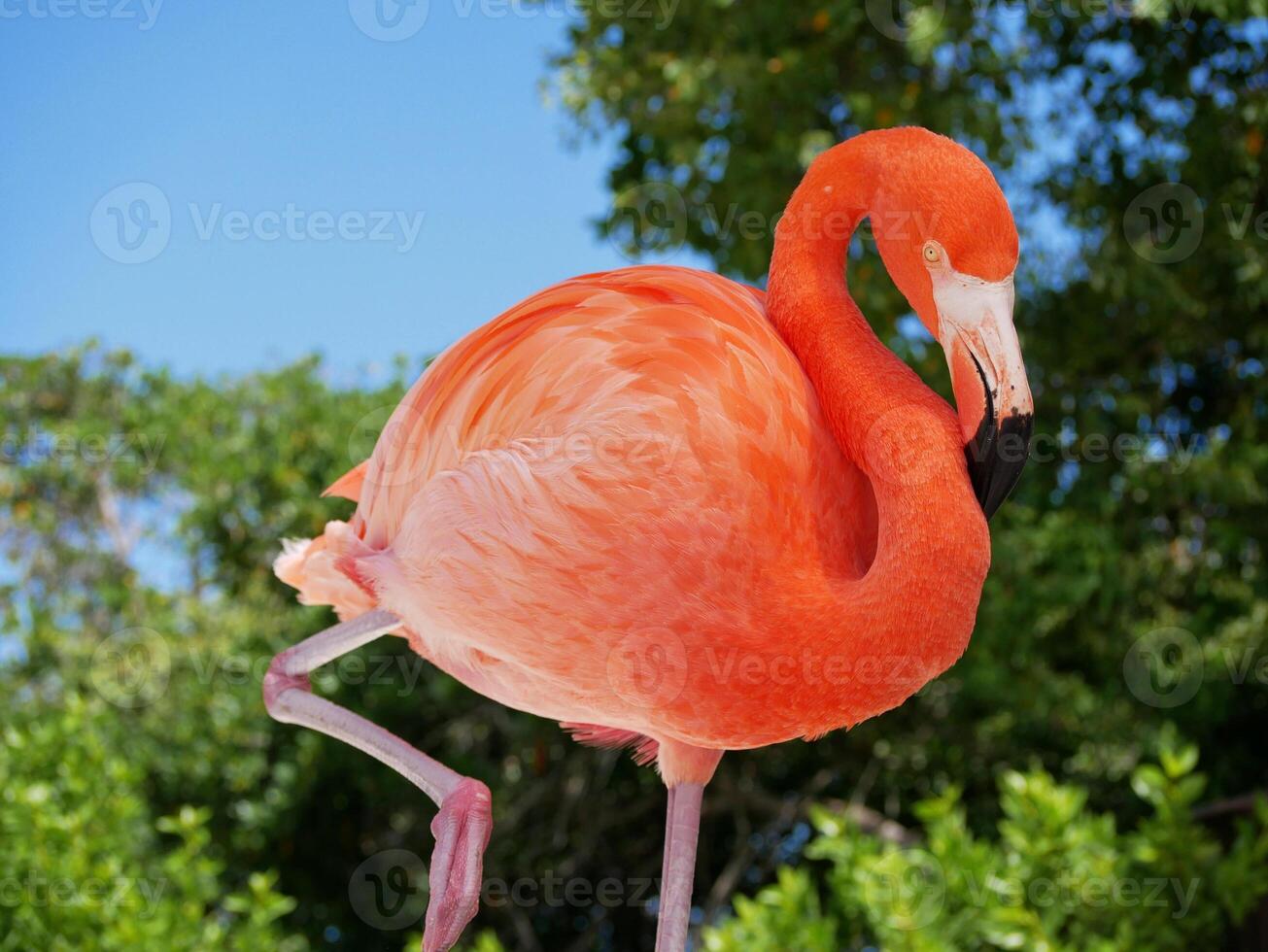 Flamingo on the Aruba beach close up photo