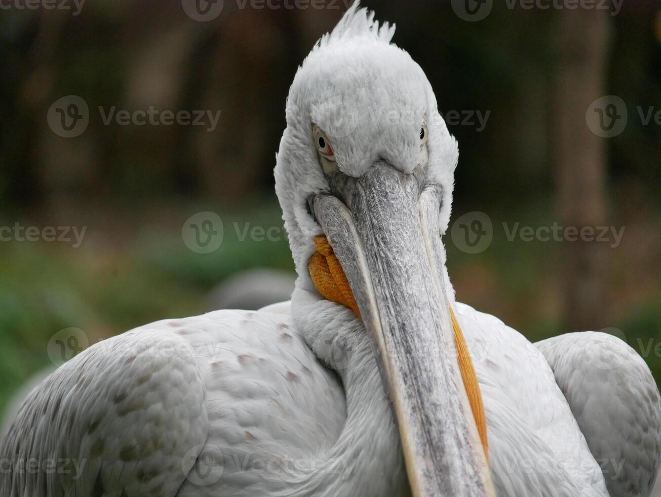 Big white pelican close up photo